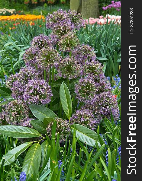 Allium shrub with purple inflorescences are very sought-after cut flowers. Allium shrub with purple inflorescences are very sought-after cut flowers.