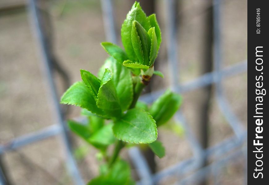 april-green-bud