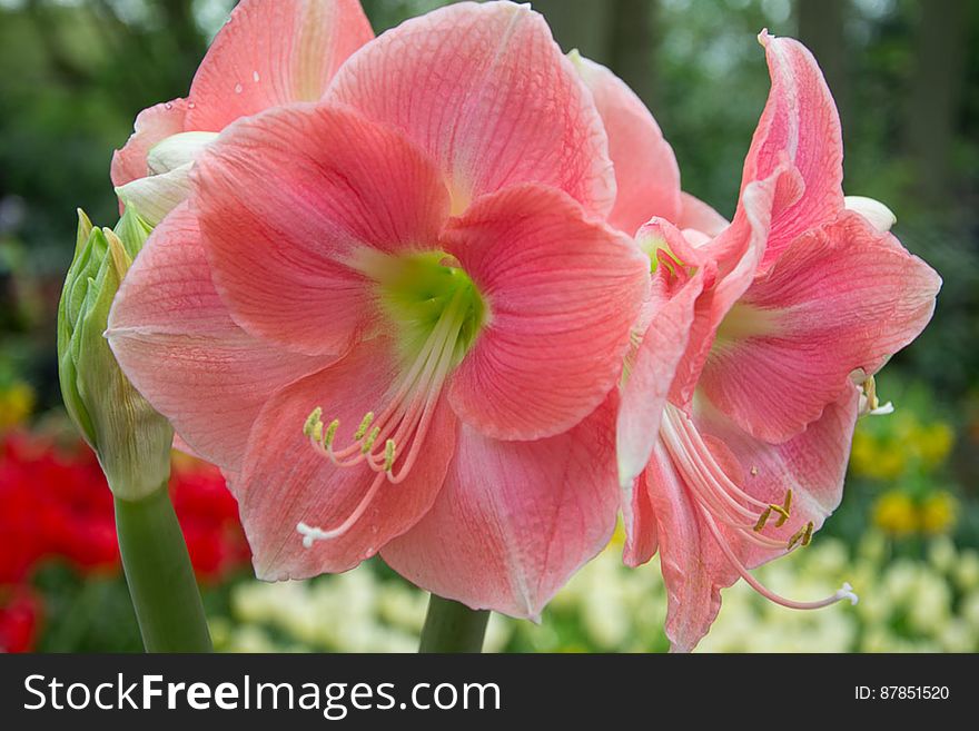 Amaryllis Rosalie is a salmon-pink colored flower.