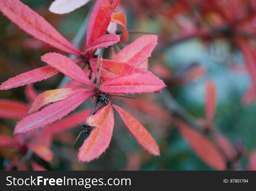 barberry-shrub-leaves-and-thorns