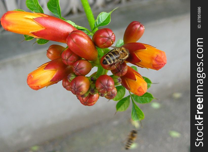 bees-feeding-on-trumpet-vine-buds