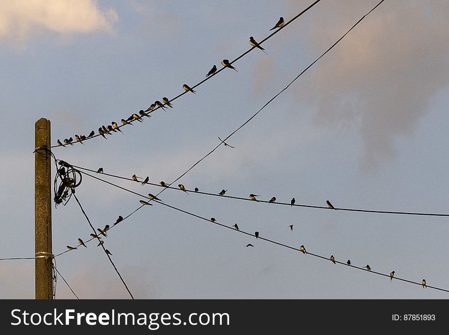 Swallows On Power Lines
