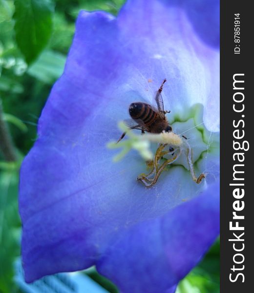 Bell-flower-feeding-bee
