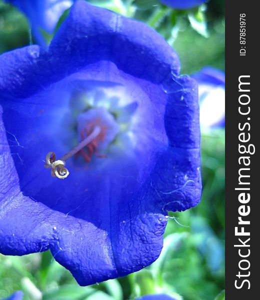 Bell-flower-close-up-shot