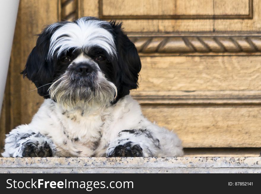 Black and white bichon pet waiting for owner on front porch. Black and white bichon pet waiting for owner on front porch.