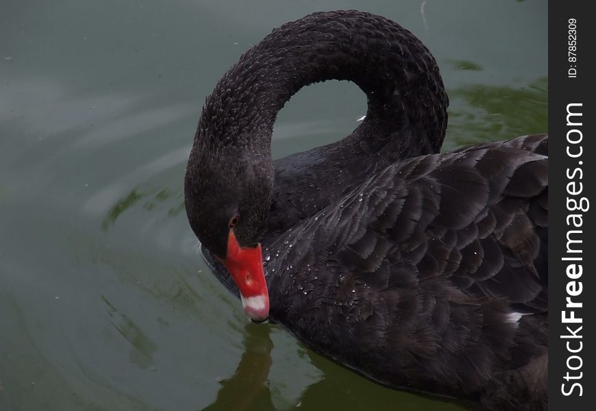 black-swan