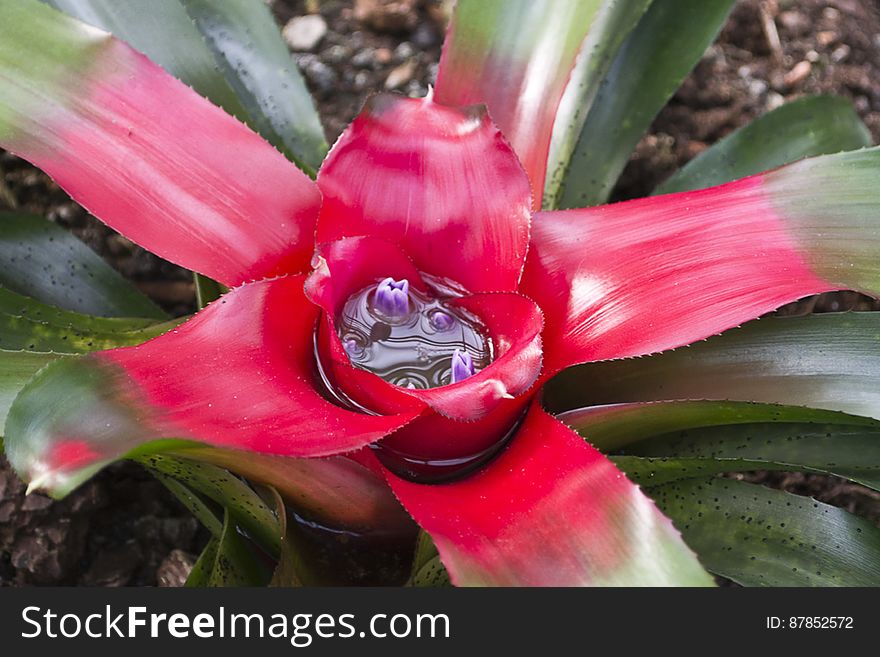 Blushing bromeliad is a Brazil native plant and has lanced shaped leaves and a center turning red when flowers are ready to bloom. Blushing bromeliad is a Brazil native plant and has lanced shaped leaves and a center turning red when flowers are ready to bloom