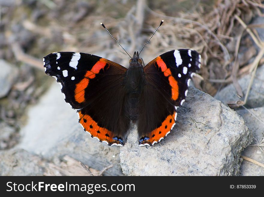 Red Admiral variety butterfly resting on a rock. Red Admiral variety butterfly resting on a rock.