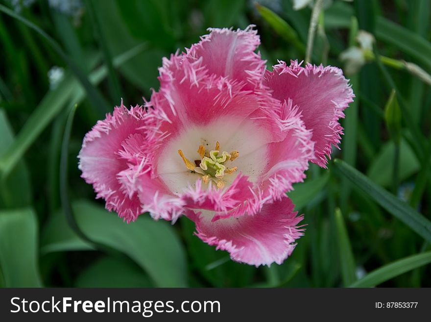 Canasta Tulip Petals And Stamen