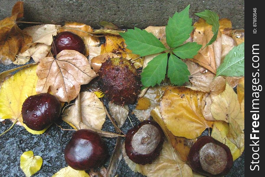 chestunts-and-fallen-leaves-by-the-sidewalk