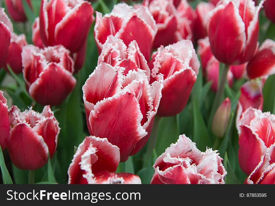 Canasta tulip petals are red at the base fading to pink and a white fringed edge. They last long after cutting. Canasta tulip petals are red at the base fading to pink and a white fringed edge. They last long after cutting.