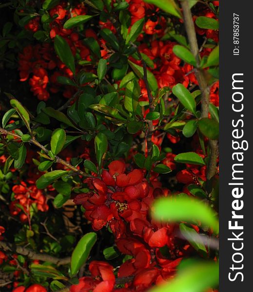 cherry-red-bush-flowers