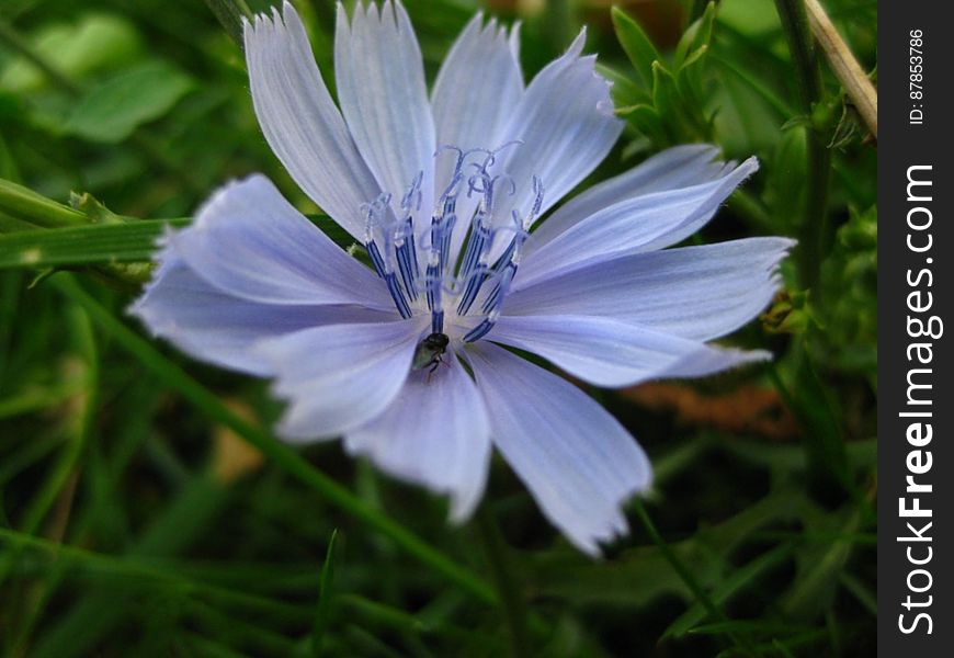 common-chicory-flower