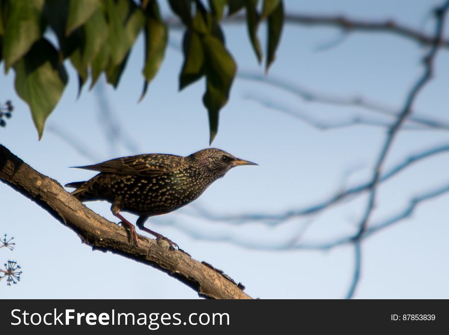 A very common bird in temperate regions Sturnus vulgaris has a shiny black plummage, with white spots.