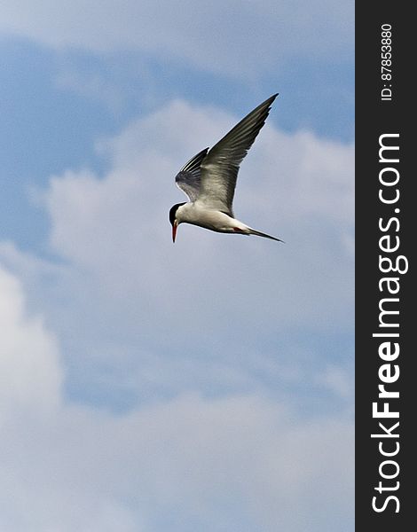 With black and white plumage, a common tern is searching for fish in flight