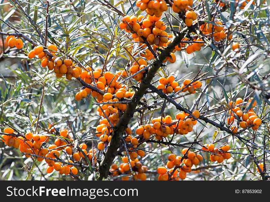 Buckthorn fruits are used for various purposes, from juices to oils and teas. Buckthorn fruits are used for various purposes, from juices to oils and teas.