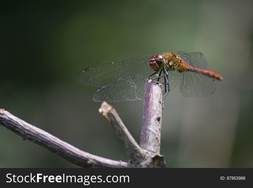 A very common European dragonfly resting on a branch. Males turn red when reaching maturity. A very common European dragonfly resting on a branch. Males turn red when reaching maturity.