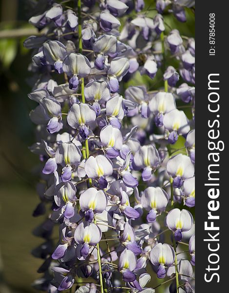 Clusters of cascading violet and white Wisteria flowers. Clusters of cascading violet and white Wisteria flowers.