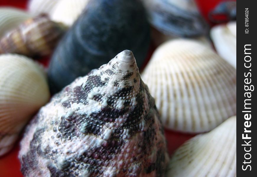 conic-sea-shell