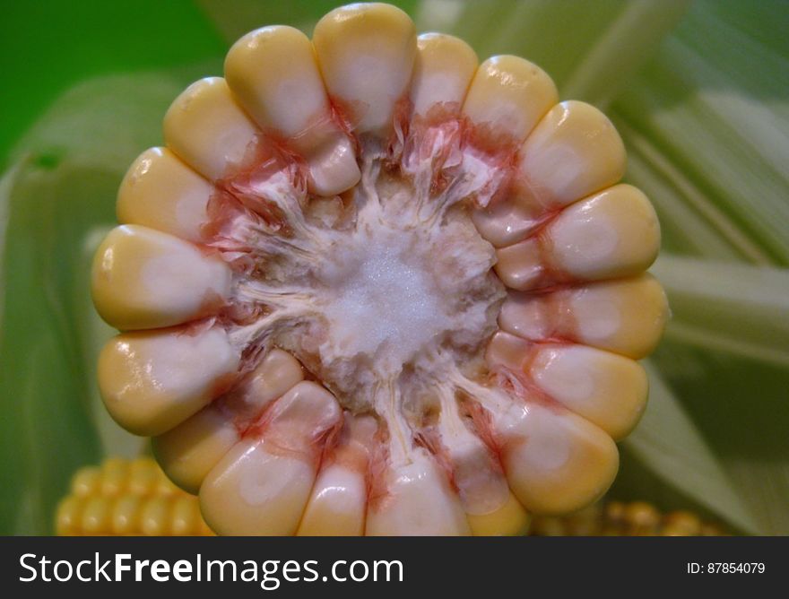 Cross-section-of-a-raw-corn-cob