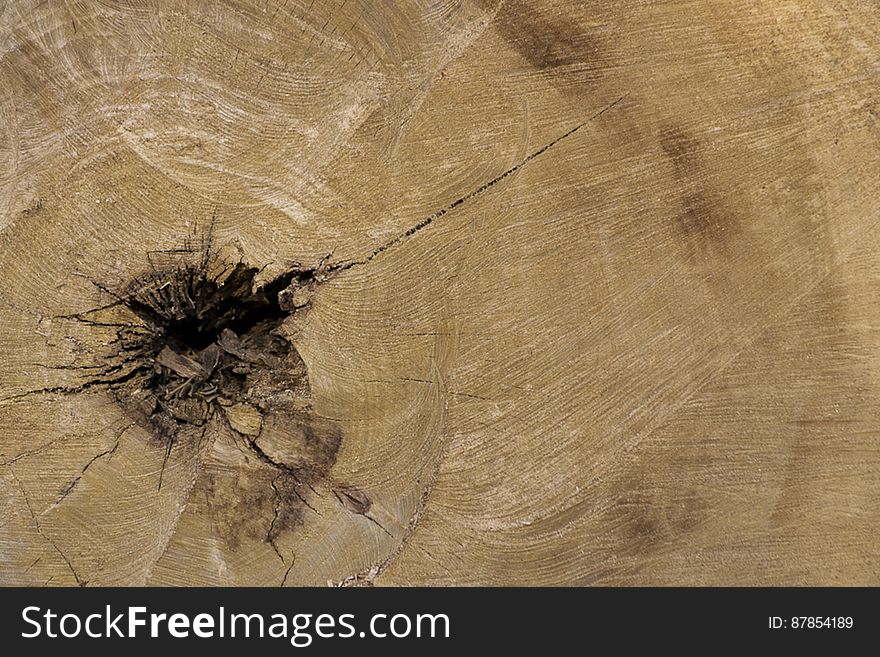 Photo of inner section of a tree trunk showing growth rings and dark central pith. The so called heartwood is the strongest part of the tree.