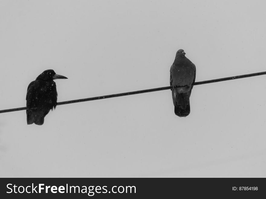 crow-and-pigeon-on-wire-under-snowfall