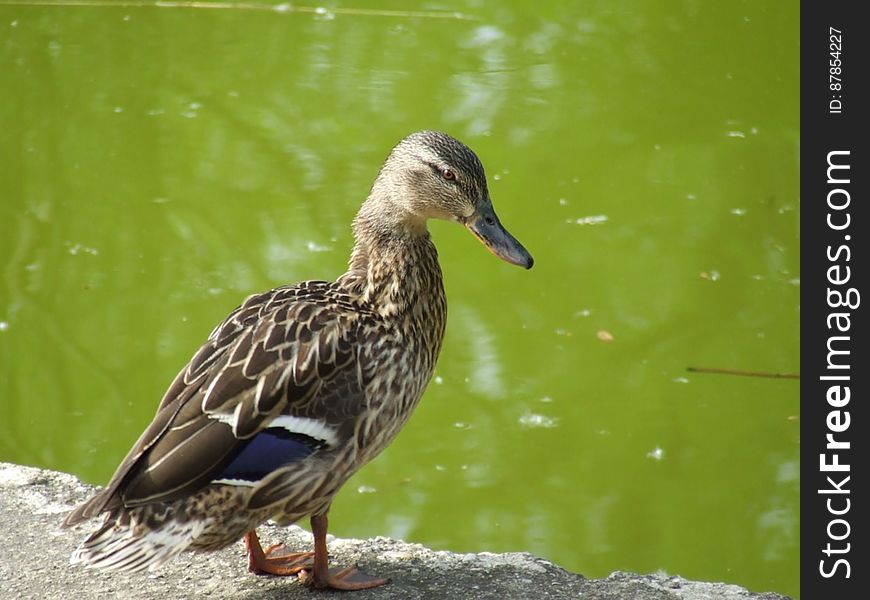 Duck-on-lake-border