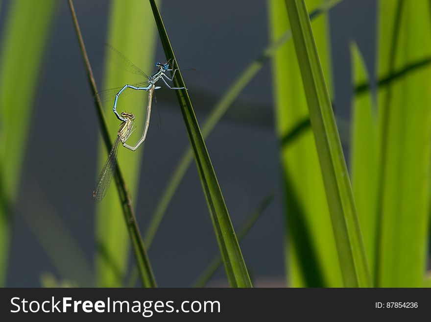 Common blue damselfly pair engaging in mating. Common blue damselfly pair engaging in mating.