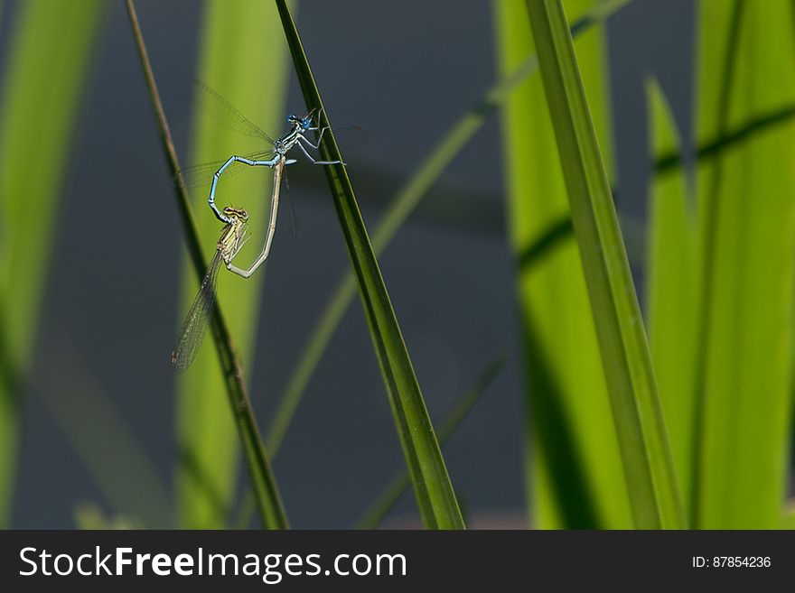 Damselfly tandem