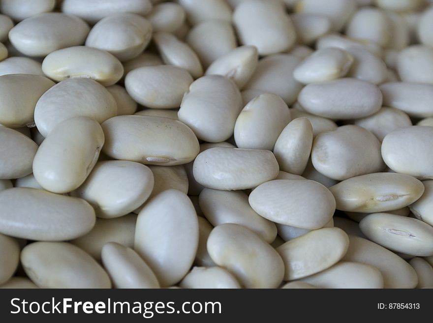 Common Bean