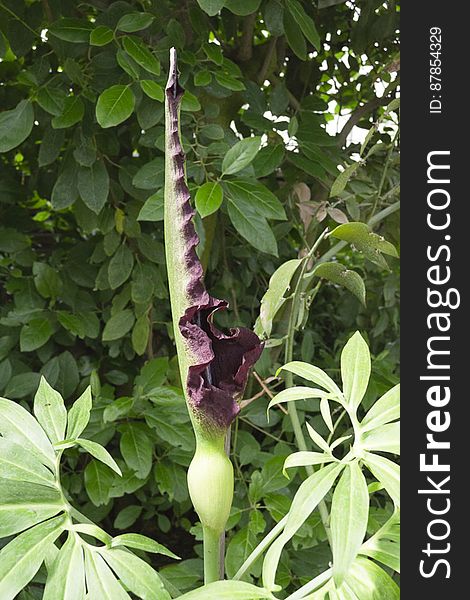 A poisonous plant, Dracunculus vulgaris has a spectacular inflorescence with a long spadix surrounded by a dark purple bract. It gives very bad odor before poll. A poisonous plant, Dracunculus vulgaris has a spectacular inflorescence with a long spadix surrounded by a dark purple bract. It gives very bad odor before poll