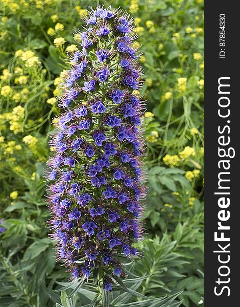 Endemic to Canary Islands, Echium webbii makes a great ornamental plant with is multitude of blue and purple flowers.