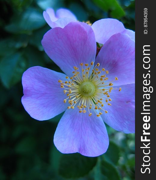 delicate-violet-flower