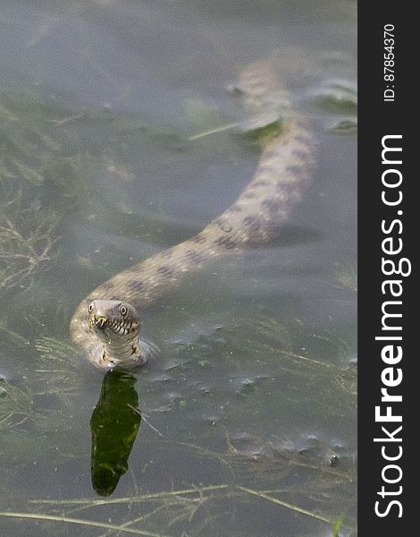 Natrix tessellata snake swimming in shallow water full of vegetation. Natrix tessellata snake swimming in shallow water full of vegetation.