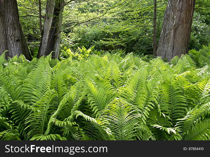 Royal Fern Bed Under Tree Canopy