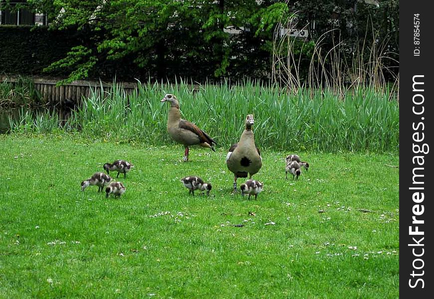 Ducklings watched over by drake and duck parents are feeding on grass by pond. Ducklings watched over by drake and duck parents are feeding on grass by pond