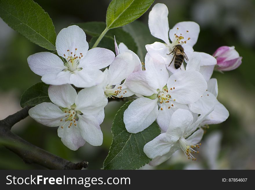 Bee feeding on spring blossom nectar. Bee feeding on spring blossom nectar.