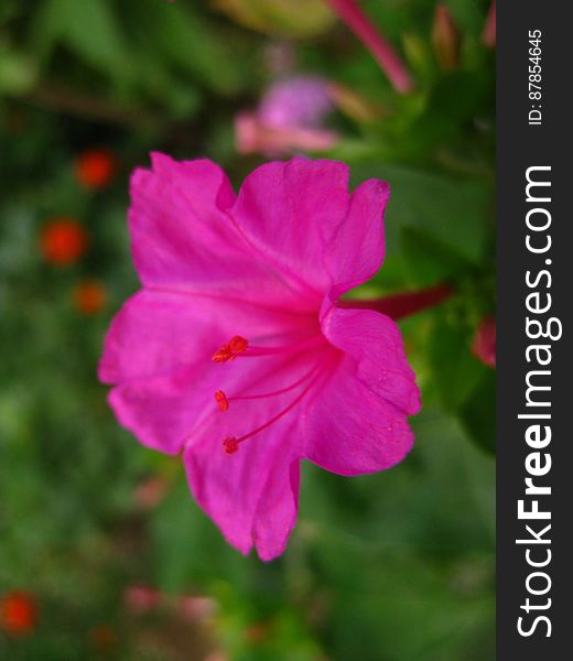 fuchsia-four-o-clock-flower