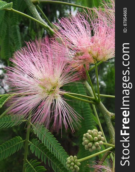 fuzzy-pink-inflorescence