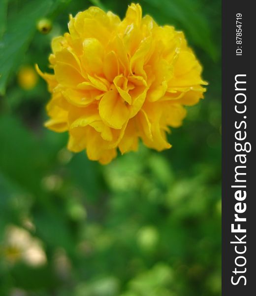 Garden-marigold-flower