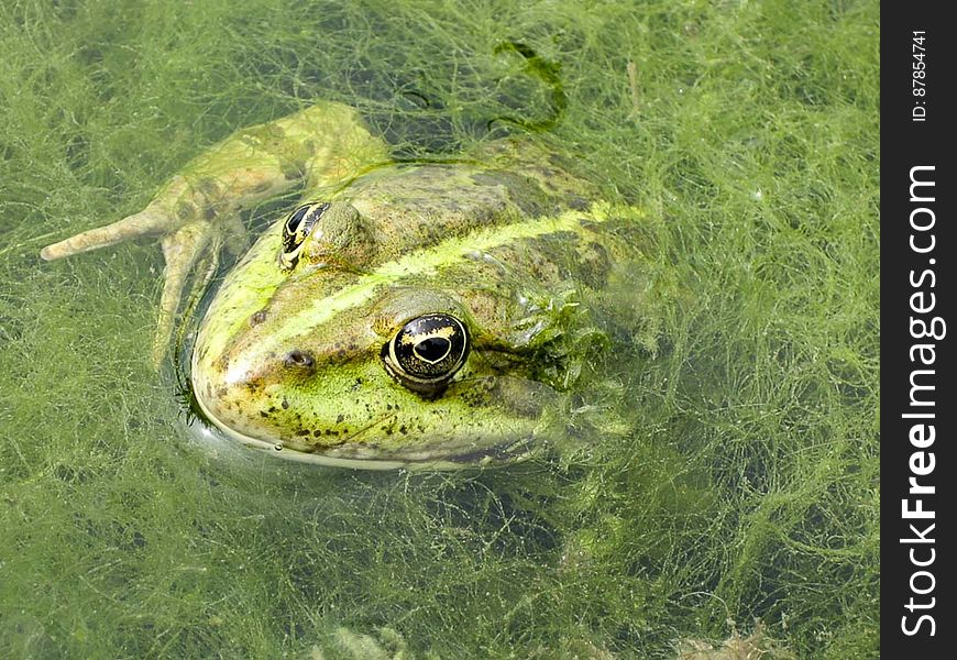 Frog hiding in water vegetation. Frog hiding in water vegetation