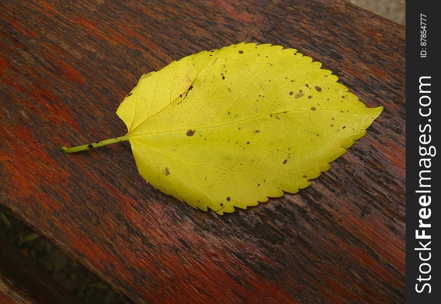 fallen-yellow-leaf