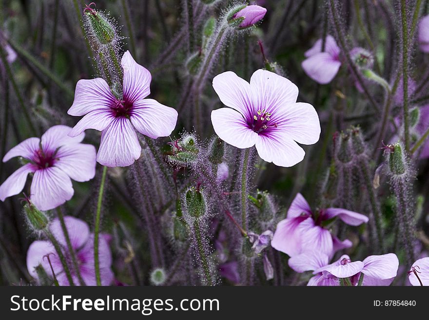 Native to Portuguese island of Madeira, Geranium maderense grows wonderful mauve flowers on stems covered with purple hairs. Native to Portuguese island of Madeira, Geranium maderense grows wonderful mauve flowers on stems covered with purple hairs.