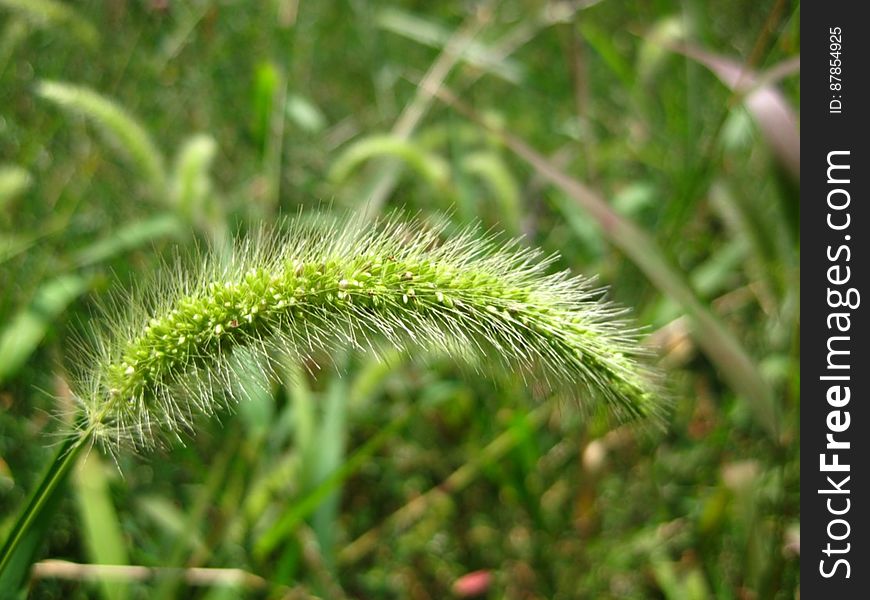 Foxtail-grass