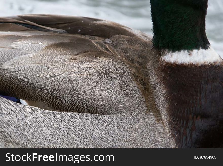 Preen gland of ducks creates a protective oil which covers feathers and gives them a waterproof effect. Preen gland of ducks creates a protective oil which covers feathers and gives them a waterproof effect.