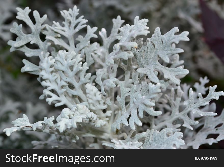 Dusty-miller-plant