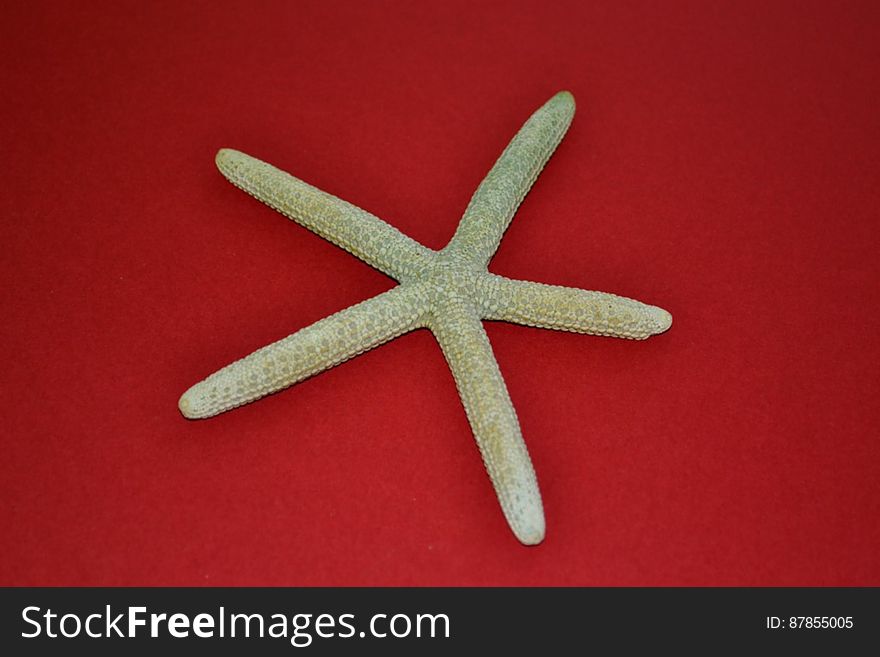 green-dried-starfish-on-red-background