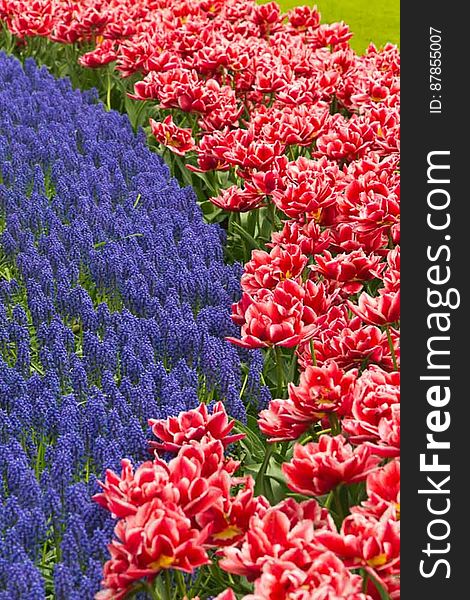 Blue grape hyacinths and red and white tulips in Keukenhof gardens. Blue grape hyacinths and red and white tulips in Keukenhof gardens