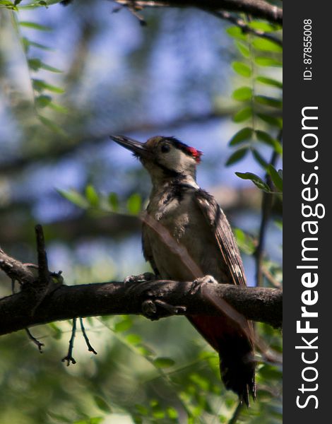 Photo of a woodpecker in forest. These birds have tough bills for drilling holes in trees and long sticky tongues for extracting food from there.