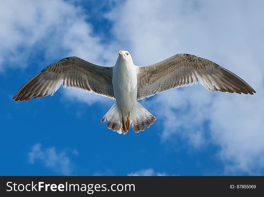 White And Grey Bird Flying Freely At Blue Cloudy Sky